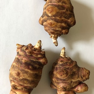 Big Size Jerusalem Artichoke - Individual Tubers For Planting - AKA Sunchokes, Sunroot or Jerusalem Artichokes