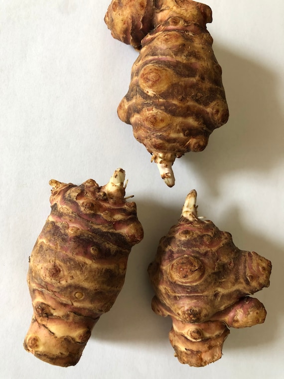 Big Size Jerusalem Artichoke Tubers for Planting – Grows Edible Roots & Ornamental Flowers – Sunroot – Not for Direct Consumption