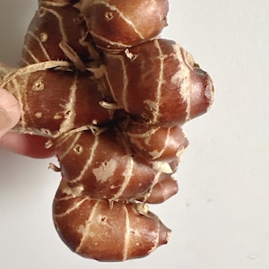 May include: Close-up of a cluster of brown galangal rhizomes. The rhizomes have a textured surface with white striations and small holes. The image is well-lit, highlighting the natural colors and details of the spice.