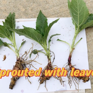 Pre-order 3 Sprouted Jerusalem Artichoke, small sunchoke plant, organically grown, ready to plant