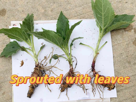 3 Sprouted Jerusalem Artichoke, small sunchoke plant, organically grown, ready to plant