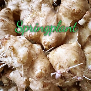 5 lbs Jerusalem Artichokes wholesale - Sprouting Sunchokes tubers for Planting, sunroot