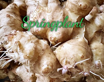 Wholesale: 5 lbs Jerusalem Artichokes - Sprouting Sunchokes for Planting, Same Day Shipping