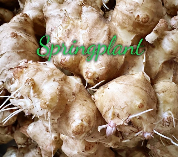 5 lbs Jerusalem Artichokes wholesale - Sprouting Sunchokes tubers for Planting, sunroot