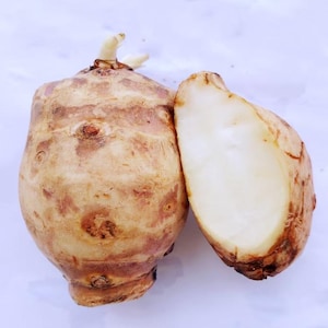 6 Sunchoke Tubers: Jerusalem Artichoke Starter Pack - Non-GMO