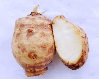 6 Sunchoke Tubers: Jerusalem Artichoke Starter Pack - Non-GMO