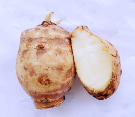 6 Sunchoke Tubers (Jerusalem Artichoke) – Starter Pack for Planting – Non-GMO – Great for Gut Health - Aka Sunchokes, Sunroot