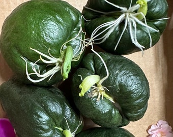 Gekeimter Chayote, Choko, Chocho, Gemüsebirne