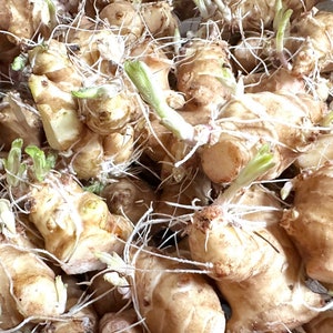 20 LB Jerusalem Artichoke Tubers for Planting - Aka Sunchokes, Sunroot, Sunchoke Wholesale