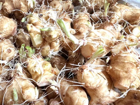 20 LB Jerusalem Artichoke Tubers for Planting - Aka Sunchokes, Sunroot, Sunchoke Wholesale