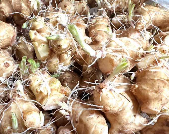 Jerusalem Artichoke EARLY Dwarf Sunray Variety Organic Sunchoke Sunroot