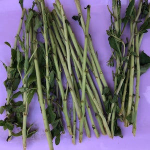 20 Organic Goji Leaves Cuttings for Planting
