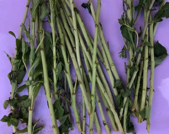 20 esquejes orgánicos de hojas de goji para plantar