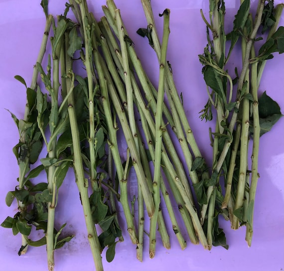 20 Organic Goji Leaves Cuttings for Planting