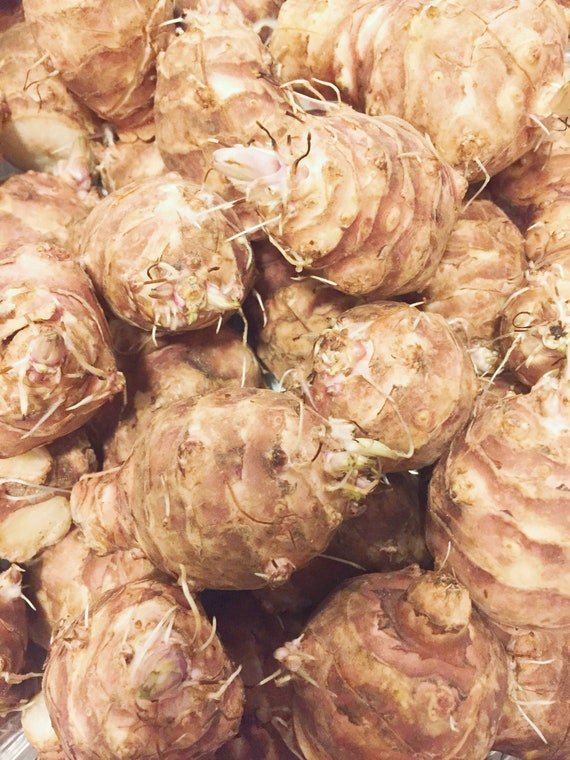 10 Large Size Jerusalem Artichoke Tubers for Planting