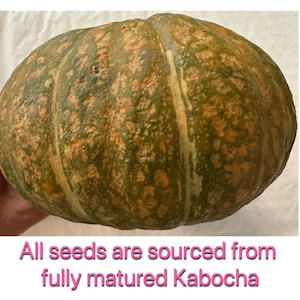 JAPANESE KABOCHA Pumpkin Seeds image 4
