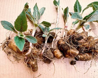 May include: Close-up of several plant cuttings with visible roots and small green leaves. The plants have tan-colored tubers and are arranged on a light brown surface. The leaves have a textured appearance.