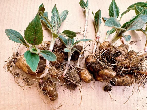 Sprouted Jerusalem Artichoke Plants: Healthy Sunchoke Starters, Easy Grow Garden Veggies
