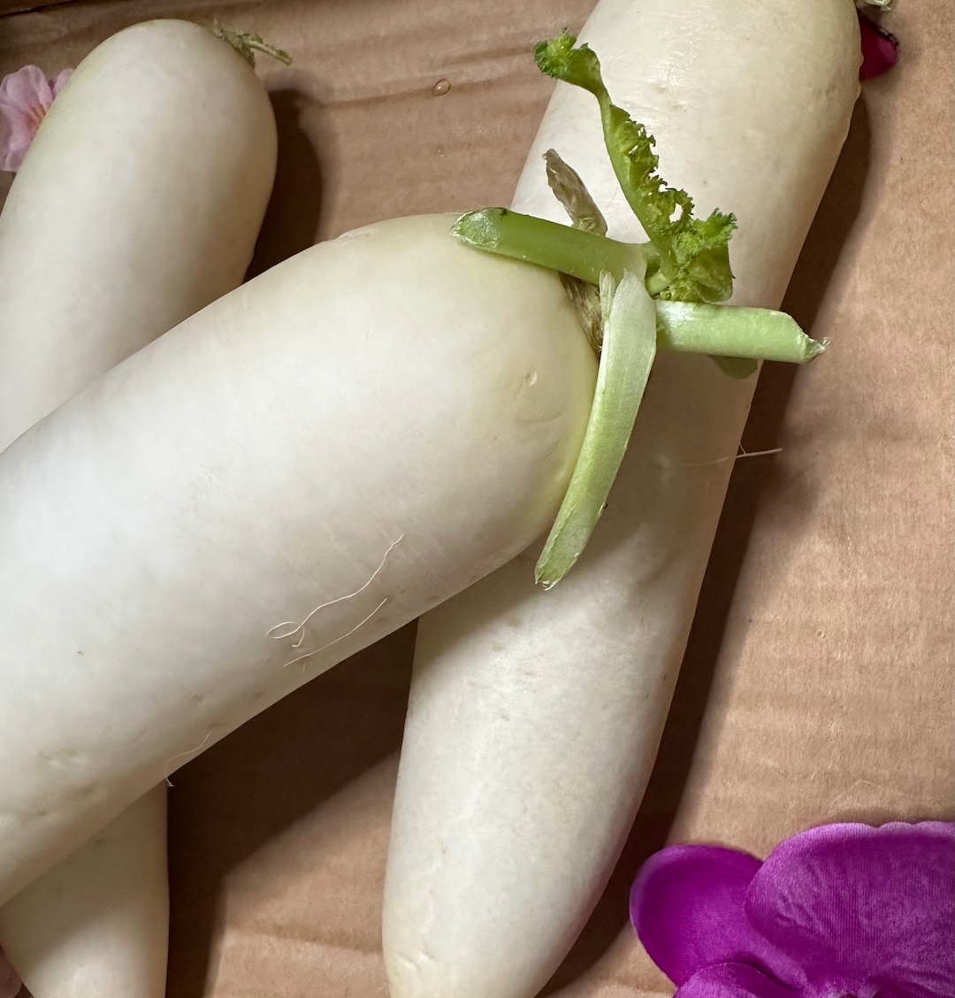 Ravanello Di Daikon Ravanello Giapponese Rotondo Bianco Grezzo Fresco Saporito Image114313342 - Foto 8