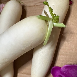 Heirloom Daikon Radish Seeds | Lo Pak | White Radish | Japanese Minowase