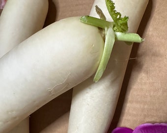 Heirloom Daikon Radish Seeds | Lo Pak | White Radish | Japanese Minowase