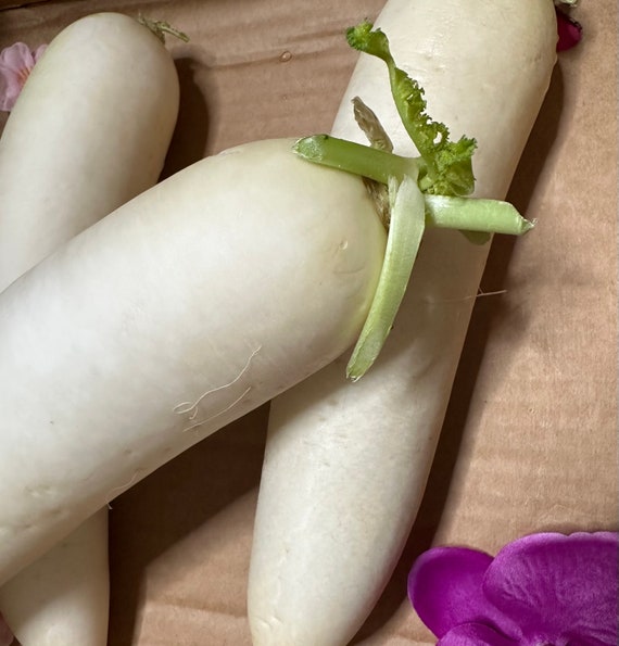 Heirloom Daikon Radish Seeds | Lo Pak | White Radish | Japanese Minowase