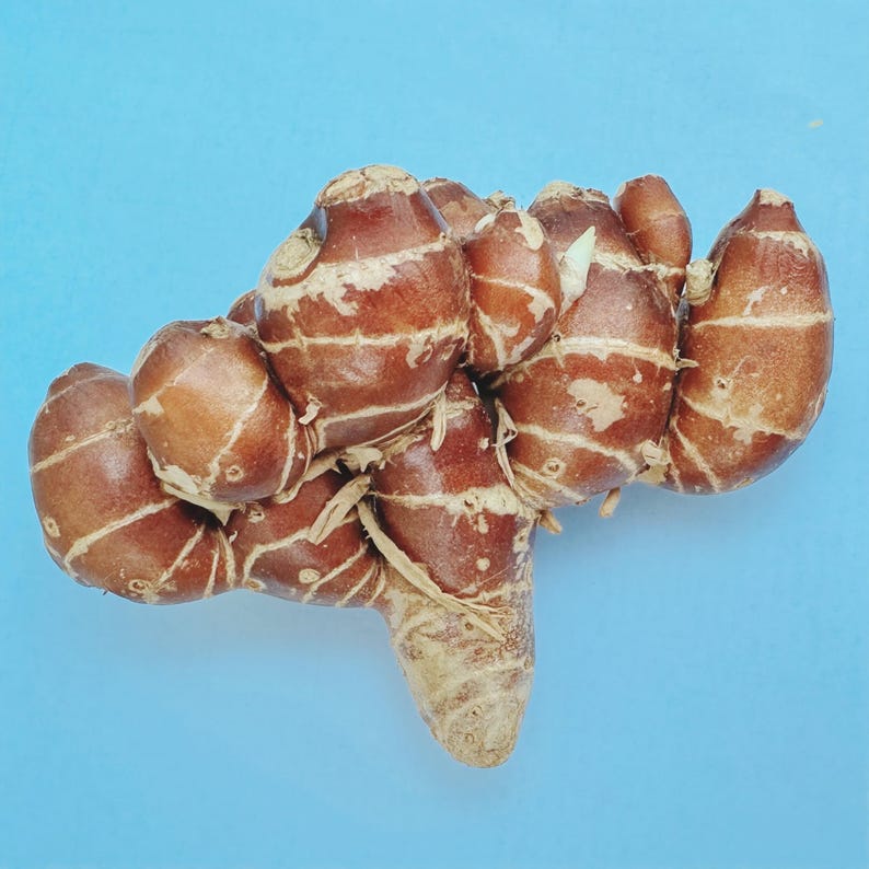 May include: A close-up shot of a brown galangal root against a light blue background. The root has a bulbous shape with a textured surface and light-colored striations. The image is well-lit, highlighting the natural colors and details of the spice.