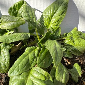 Spinach Seeds, Bloomsdale Long Standing, Heirloom Vegetable - Open Pollinated， 350/500 seeds