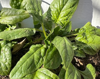 Spinach Seeds, Bloomsdale Long Standing, Heirloom Vegetable - Open Pollinated， 350/500 seeds