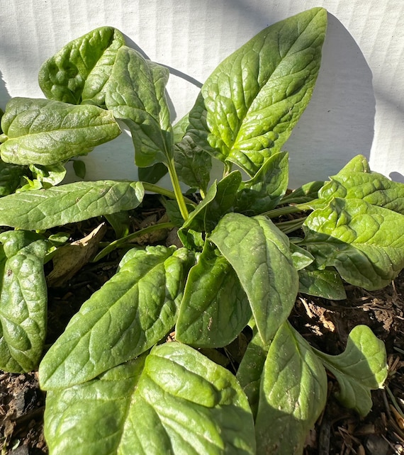 Spinach Seeds, Bloomsdale Long Standing, Heirloom Vegetable - Open Pollinated， 350/500 seeds