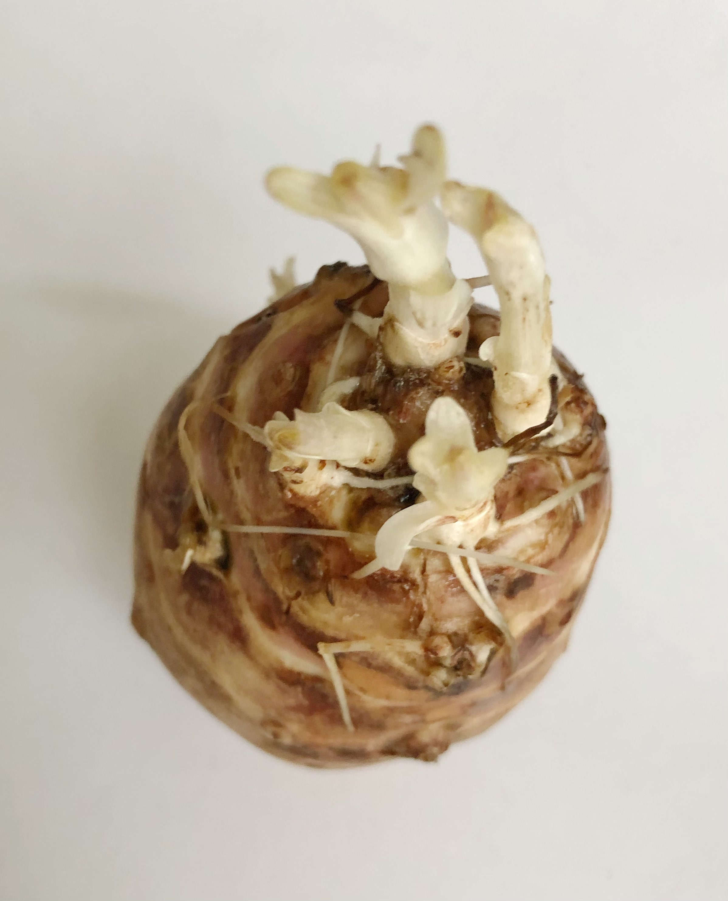 2.5 Lbs Jerusalem Artichokes Sprouting Sunchokes for - Etsy