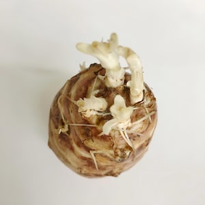 Jerusalem Artichoke - Individual Tubers For Planting - AKA Sunchokes, Sunroot or Jerusalem Artichokes