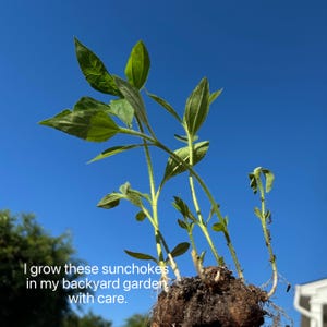Jerusalem Artichoke Starter Plants – 3 Live Tubers with 3–6 Green Shoots – Also Known as Sunchoke – Organic Grown
