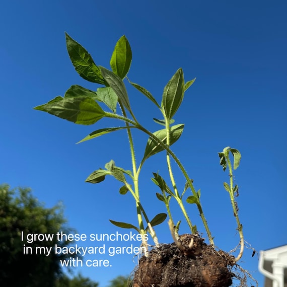 Jerusalem Artichoke Starter Plants – 3 Live Tubers with 3–6 Green Shoots – Also Known as Sunchoke – Organic Grown