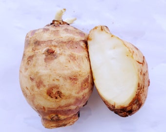 6 Tubers Jerusalem Artichoke - Individual Tubers For Planting - Aka Sunchokes, Sunroot