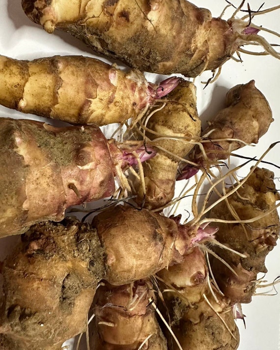 10 Organic Tubers Jerusalem Artichoke - Individual Tubers For Planting - Aka Sunchokes, Sunroot