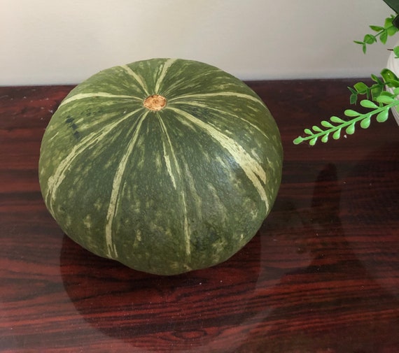 JAPANESE KABOCHA Pumpkin Seeds