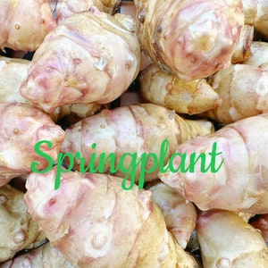 6 Organic Tubers Jerusalem Artichoke - Individual Tubers For Planting - Aka Sunchokes, Sunroot