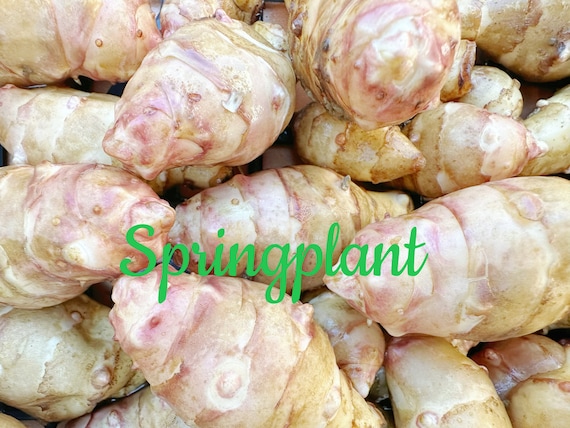 Flash Sale – 6 Organic Jerusalem Artichoke Tubers for Planting – Sunchokes / Sunroot – Edible + Flowering Perennial