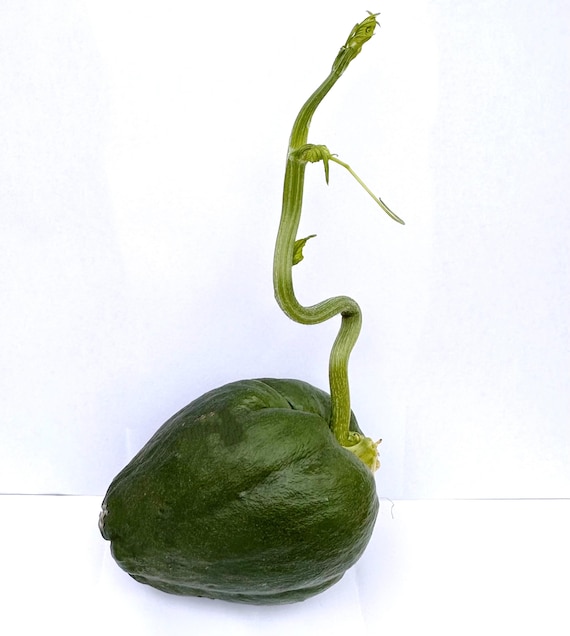 Sprouted Black Chayote, Choko, Chocho, Vegetable Pear