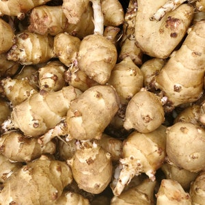 Flash Sale: Jerusalem Artichoke - Individual Tubers For Planting - AKA Sunchokes, Sunroot or Jerusalem Artichokes