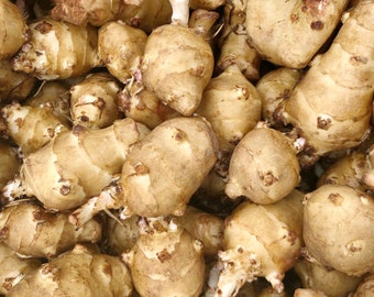 Vendita flash: topinambur - tuberi singoli da piantare - AKA Sunchokes, Sunroot o topinambur