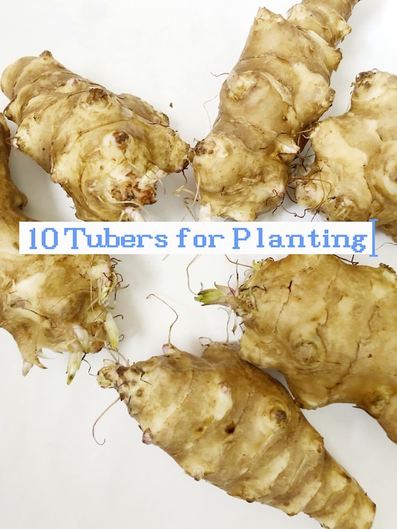 10 Tubers Jerusalem Artichoke - Individual Tubers For Planting - AKA Sunchokes, Sunroot or Jerusalem Artichokes