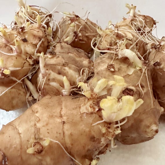Large Size White Jerusalem Artichokes Tubers - Sprouting Sunchokes for Planting