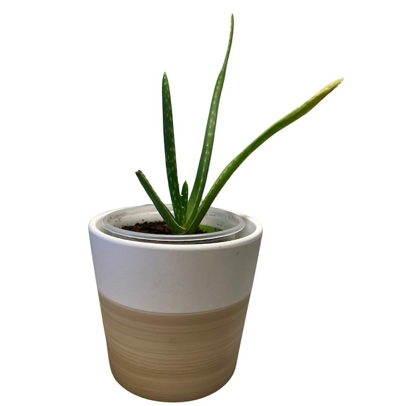 Aloe Vera Plants, Aloe Plants, Live Aloe Vera, Succulent Aloe Barbadensis, Various Aloe Vera