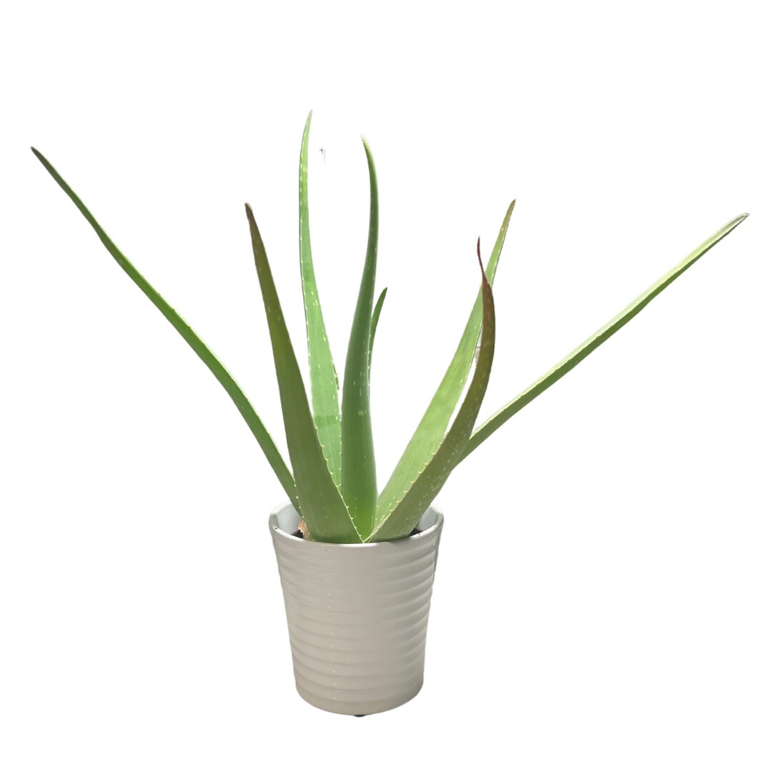 Aloe Vera Plants, Aloe Plants, Live Aloe Vera, Succulent Aloe Barbadensis, Various Aloe Vera