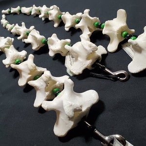 Articulated Bone Tail - Black and Green - Oxtail - Bone Jewelry - Macabre - Gothic Gifts - Cosplay