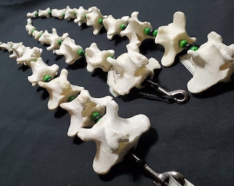 Articulated Bone Tail - Black and Green - Oxtail - Bone Jewelry - Macabre - Gothic Gifts - Cosplay