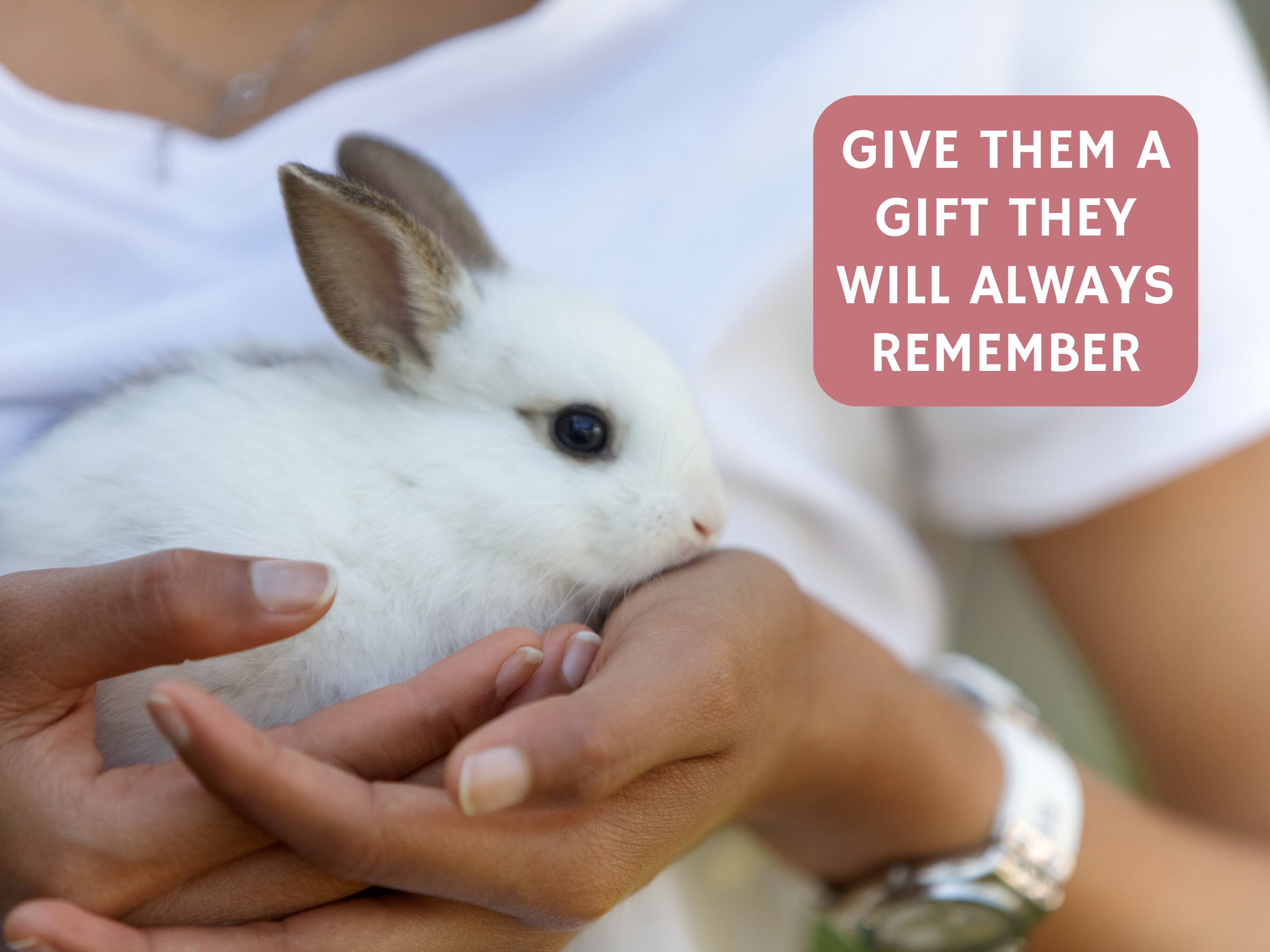Bunny Rabbit Gift Reveal Certificate, Best Valentine's Day Gift Card ...