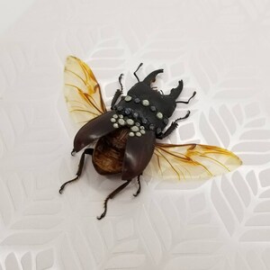 Real Stag Beetle with Swarovski Crystals